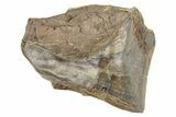 Fossil Dinosaur (Triceratops) Shed Tooth - Montana #288089-1